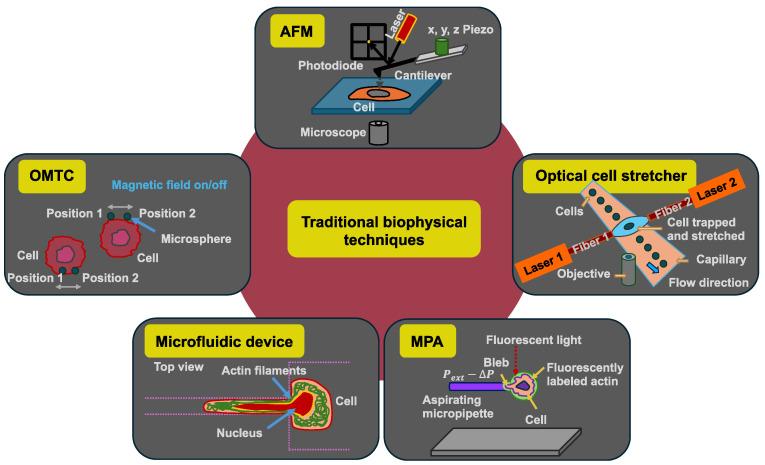https://cdn.ncbi.nlm.nih.gov/pmc/blobs/03d9/12026216/34e2b2ac0310/cells-14-00584-g003.jpg