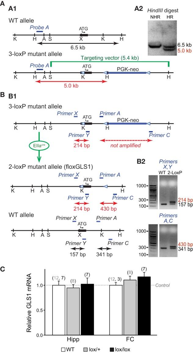 https://cdn.ncbi.nlm.nih.gov/pmc/blobs/03db/4705219/7d2b283ef54b/fnsys-09-00165-g0001.jpg