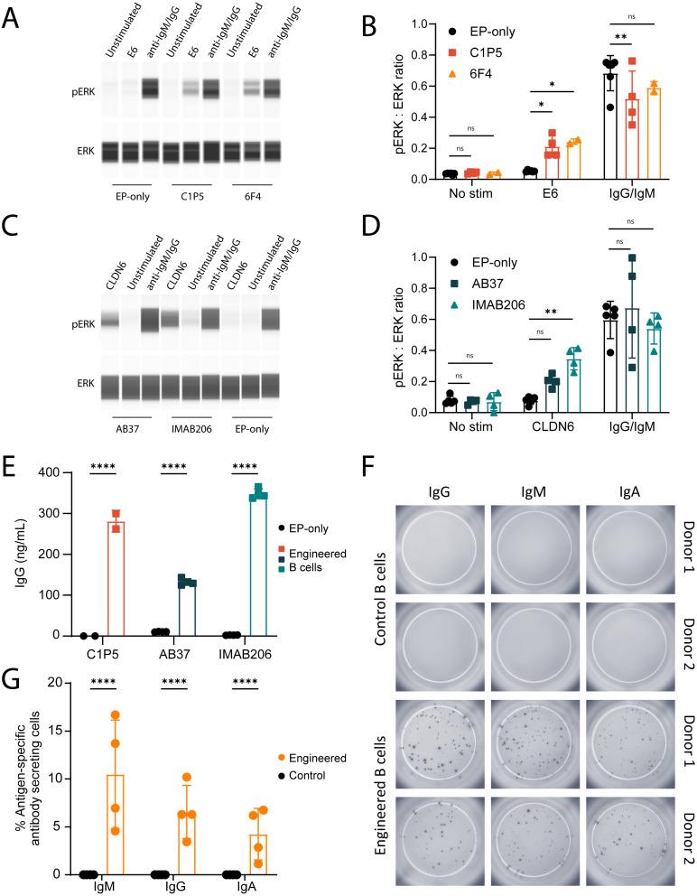 https://cdn.ncbi.nlm.nih.gov/pmc/blobs/03dd/12343648/3e3a95878f90/fimmu-16-1621222-g002.jpg