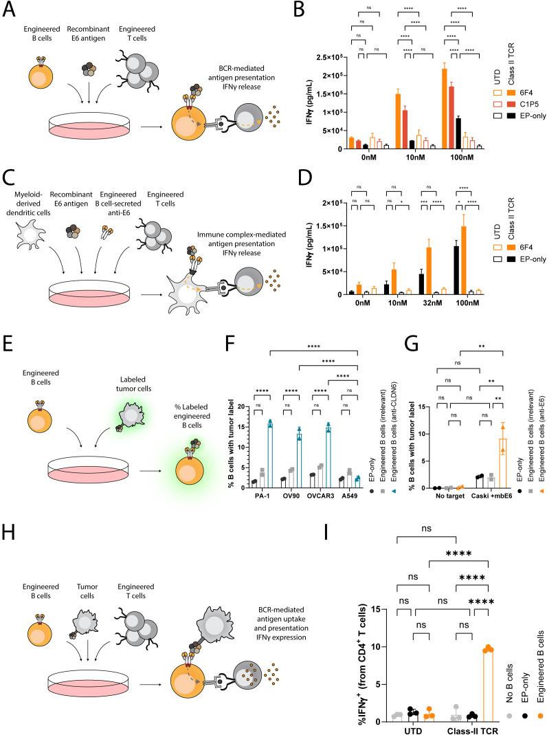 https://cdn.ncbi.nlm.nih.gov/pmc/blobs/03dd/12343648/7136deb79fee/fimmu-16-1621222-g004.jpg