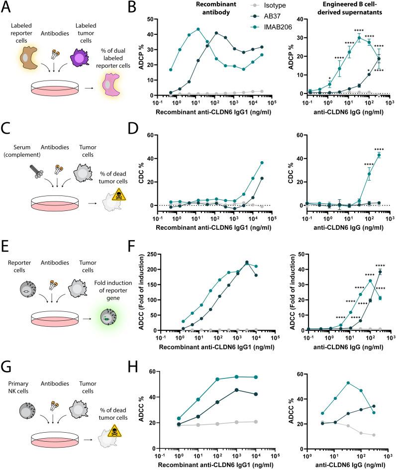 https://cdn.ncbi.nlm.nih.gov/pmc/blobs/03dd/12343648/8fd96f86dd3d/fimmu-16-1621222-g003.jpg