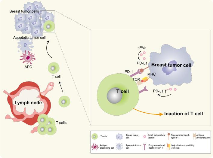 https://cdn.ncbi.nlm.nih.gov/pmc/blobs/03dd/9465880/1012d43d22e2/12964_2022_945_Fig2_HTML.jpg