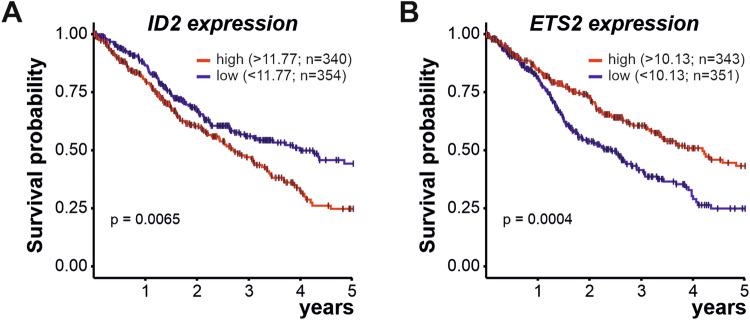 https://cdn.ncbi.nlm.nih.gov/pmc/blobs/03de/11255298/0d60e117cdaf/41419_2024_6903_Fig7_HTML.jpg