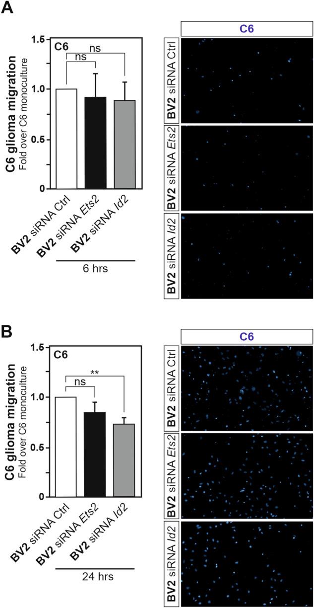 https://cdn.ncbi.nlm.nih.gov/pmc/blobs/03de/11255298/1aeffa8809d8/41419_2024_6903_Fig5_HTML.jpg