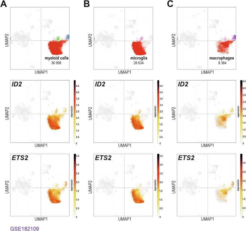 https://cdn.ncbi.nlm.nih.gov/pmc/blobs/03de/11255298/2f2fce8c6e3d/41419_2024_6903_Fig6_HTML.jpg