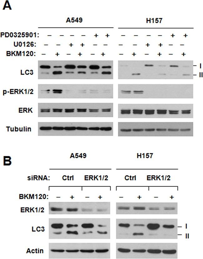 https://cdn.ncbi.nlm.nih.gov/pmc/blobs/03e2/5341874/a4a02ed0e116/oncotarget-07-67277-g006.jpg