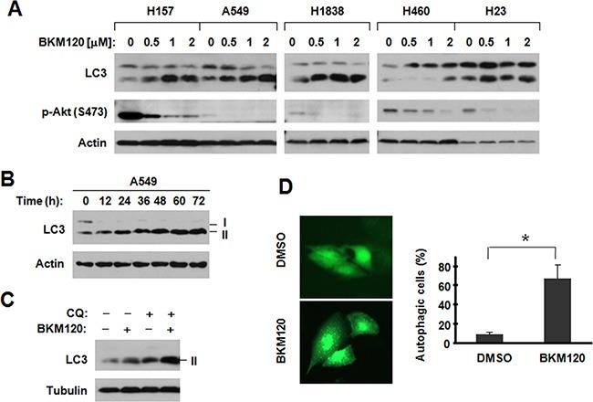 https://cdn.ncbi.nlm.nih.gov/pmc/blobs/03e2/5341874/cad00958f159/oncotarget-07-67277-g001.jpg