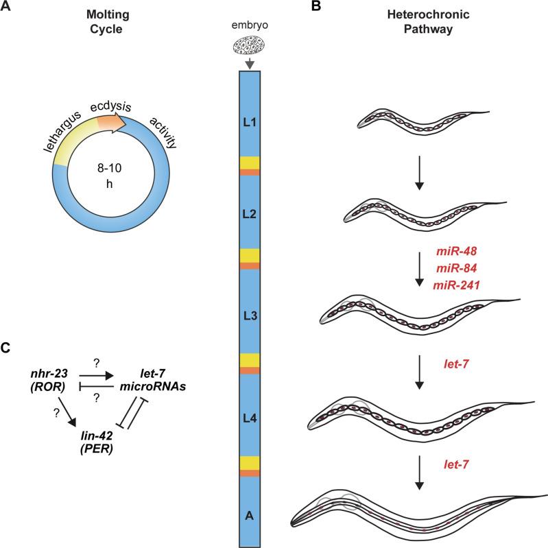 https://cdn.ncbi.nlm.nih.gov/pmc/blobs/03e2/9377799/fe9bdc0321ce/elife-80010-fig1.jpg