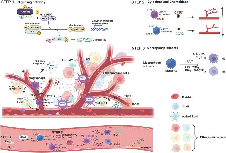 https://cdn.ncbi.nlm.nih.gov/pmc/blobs/03e5/11997588/93aa70960d05/gr3.jpg