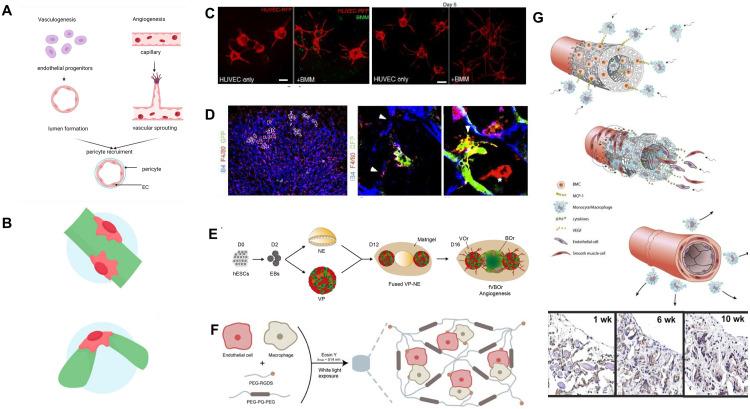 https://cdn.ncbi.nlm.nih.gov/pmc/blobs/03e5/11997588/a1700e8667f3/gr5.jpg