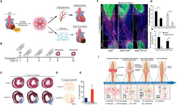 https://cdn.ncbi.nlm.nih.gov/pmc/blobs/03e5/11997588/de05cf223ad9/gr4.jpg