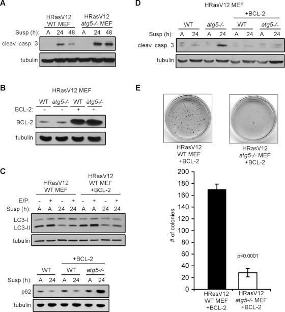 https://cdn.ncbi.nlm.nih.gov/pmc/blobs/03e8/3020913/02a33293063c/165fig5.jpg