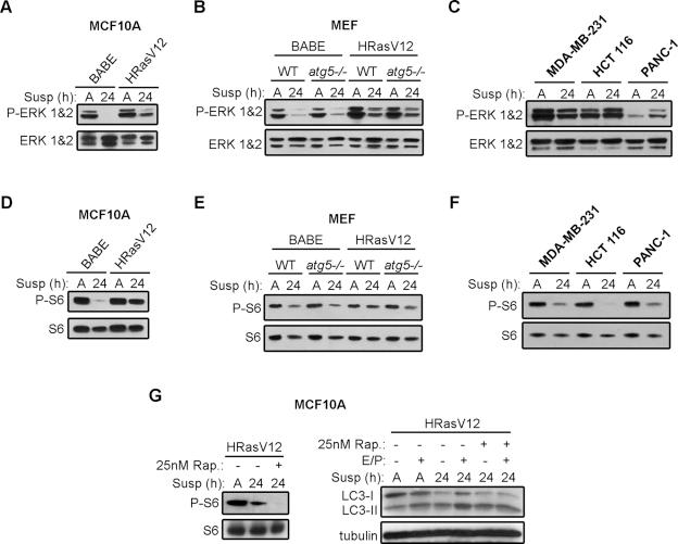 https://cdn.ncbi.nlm.nih.gov/pmc/blobs/03e8/3020913/3895328cab21/165fig2.jpg