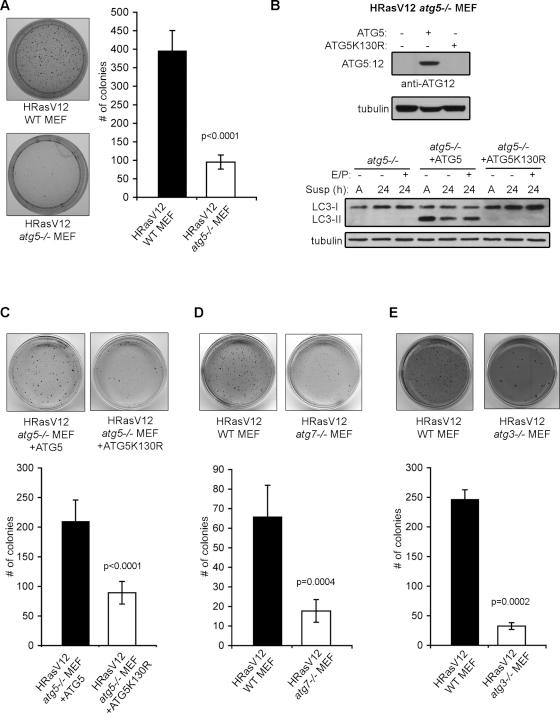 https://cdn.ncbi.nlm.nih.gov/pmc/blobs/03e8/3020913/6a56c930a1b2/165fig3.jpg