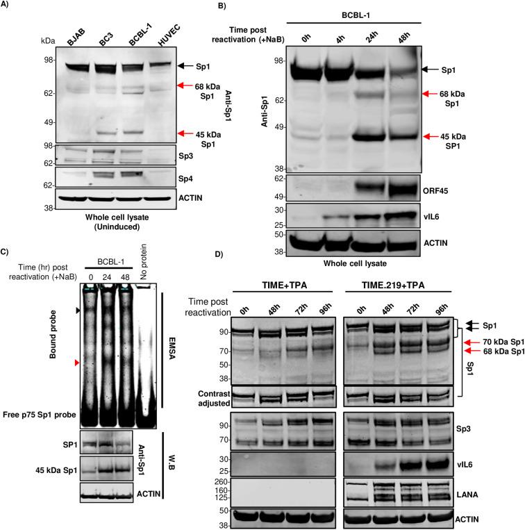 https://cdn.ncbi.nlm.nih.gov/pmc/blobs/03e9/11981178/452e714a0b8e/ppat.1012984.g008.jpg