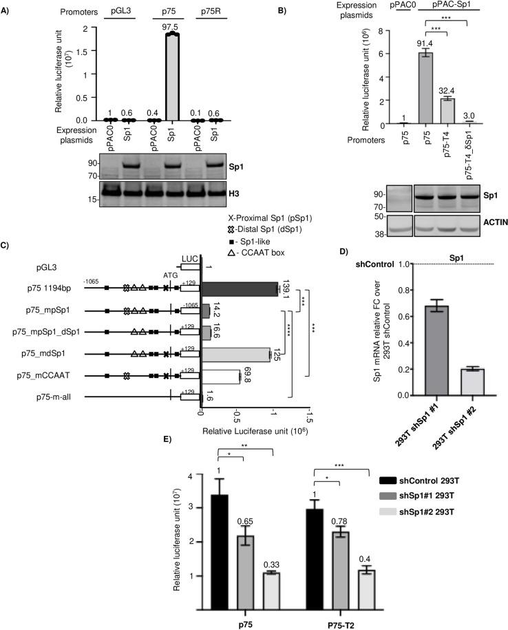 https://cdn.ncbi.nlm.nih.gov/pmc/blobs/03e9/11981178/5fafc2c42d22/ppat.1012984.g006.jpg