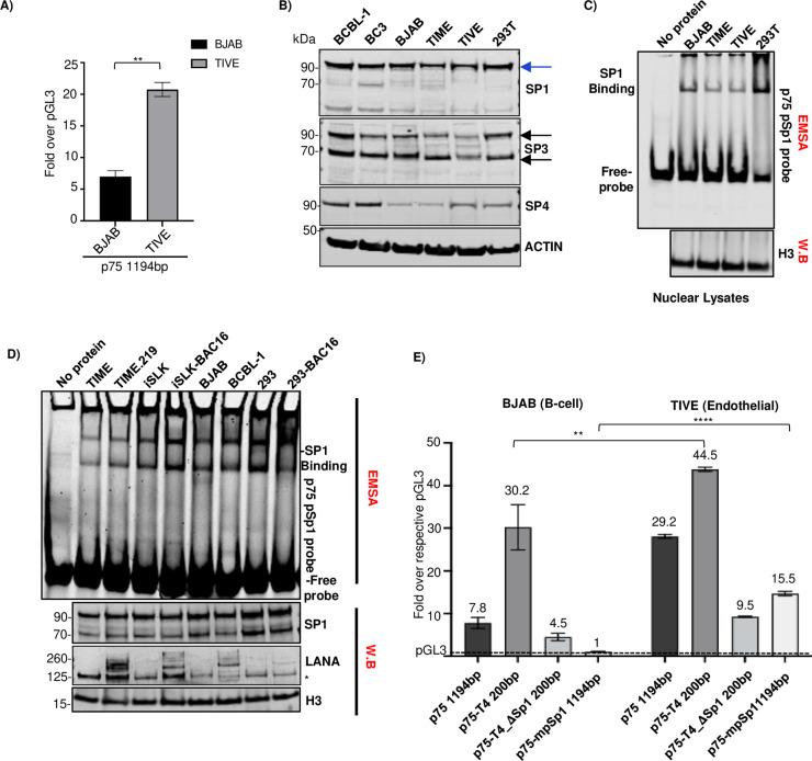 https://cdn.ncbi.nlm.nih.gov/pmc/blobs/03e9/11981178/d2cb8224e07f/ppat.1012984.g007.jpg