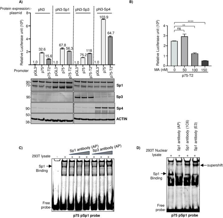 https://cdn.ncbi.nlm.nih.gov/pmc/blobs/03e9/11981178/d3a348916855/ppat.1012984.g005.jpg