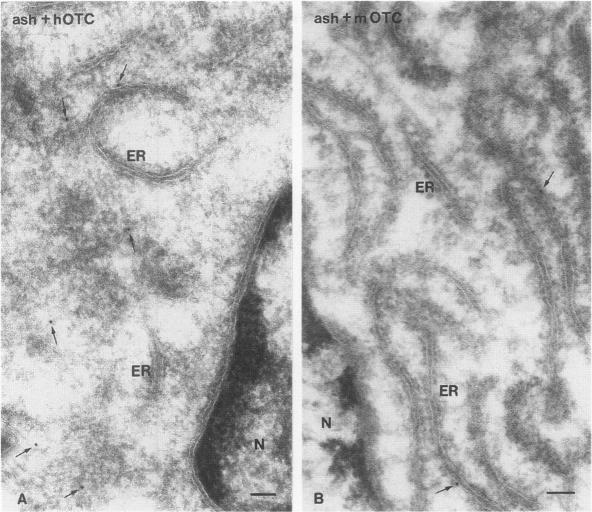 https://cdn.ncbi.nlm.nih.gov/pmc/blobs/03eb/2230322/30d1964ebc70/molmed00004-0048-a.jpg