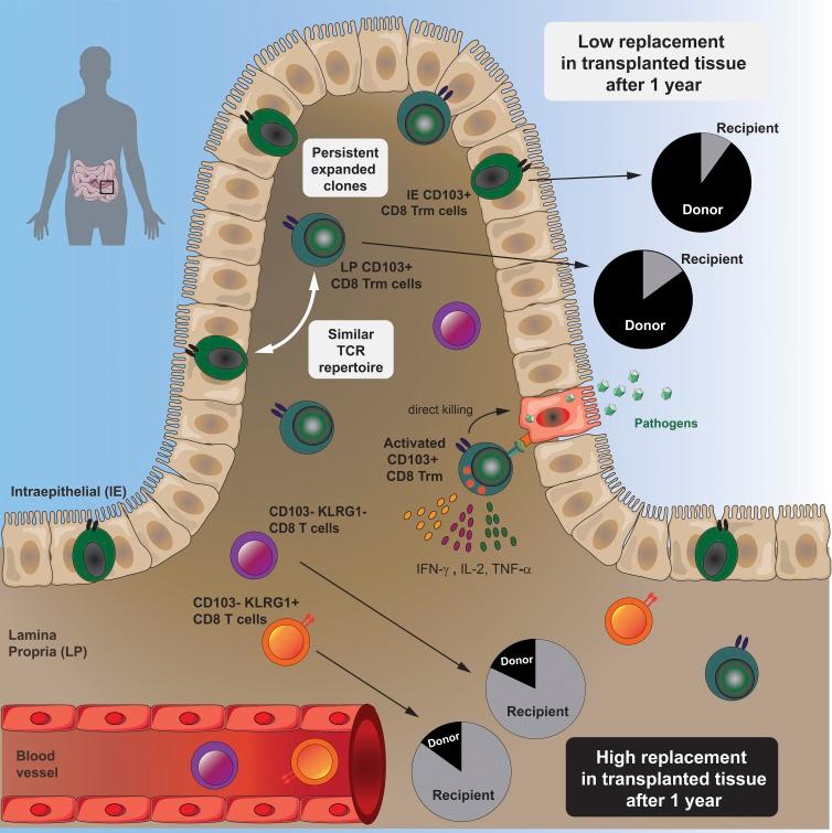 https://cdn.ncbi.nlm.nih.gov/pmc/blobs/03eb/6781004/697dcecbb912/JEM_20190414_GA.jpg
