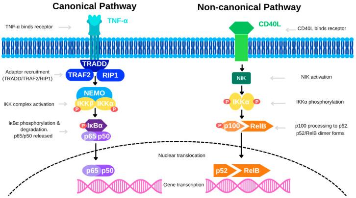 https://cdn.ncbi.nlm.nih.gov/pmc/blobs/03ed/12191790/0647d7e6e144/diseases-13-00185-g002.jpg