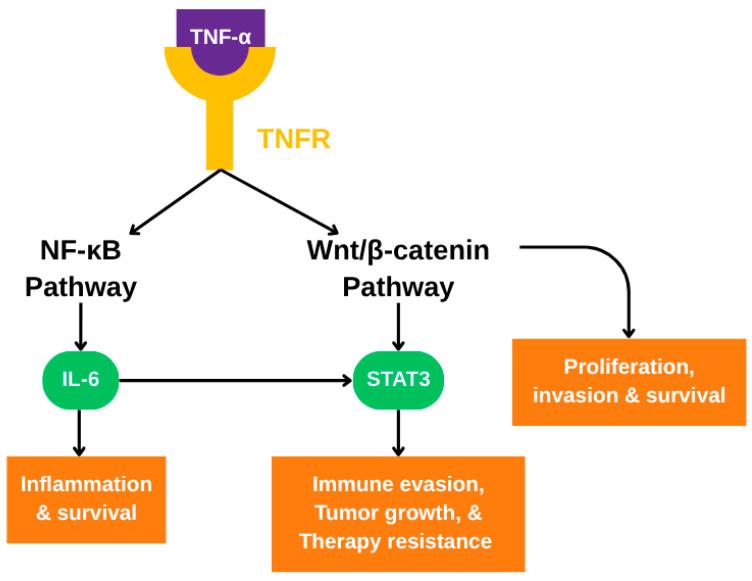 https://cdn.ncbi.nlm.nih.gov/pmc/blobs/03ed/12191790/a50d9f246093/diseases-13-00185-g003.jpg