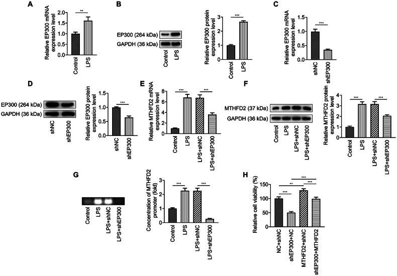 https://cdn.ncbi.nlm.nih.gov/pmc/blobs/03ee/11376309/f90ba54dabbe/IRNF_A_2369342_F0003_B.jpg
