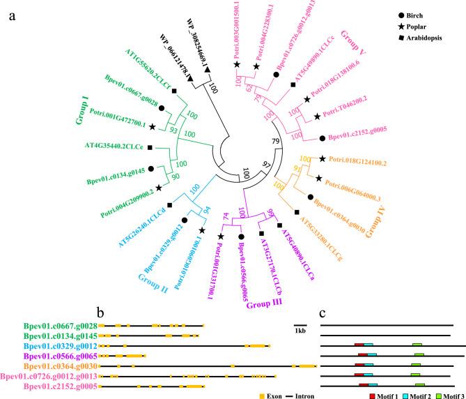 https://cdn.ncbi.nlm.nih.gov/pmc/blobs/03f5/12278563/2a107ac73603/12864_2025_11795_Fig3_HTML.jpg