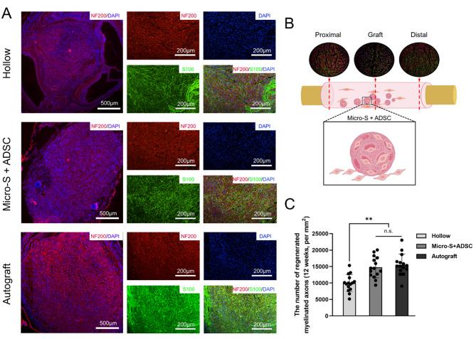 https://cdn.ncbi.nlm.nih.gov/pmc/blobs/03f7/11144330/2070edcb254e/13287_2024_3753_Fig9_HTML.jpg