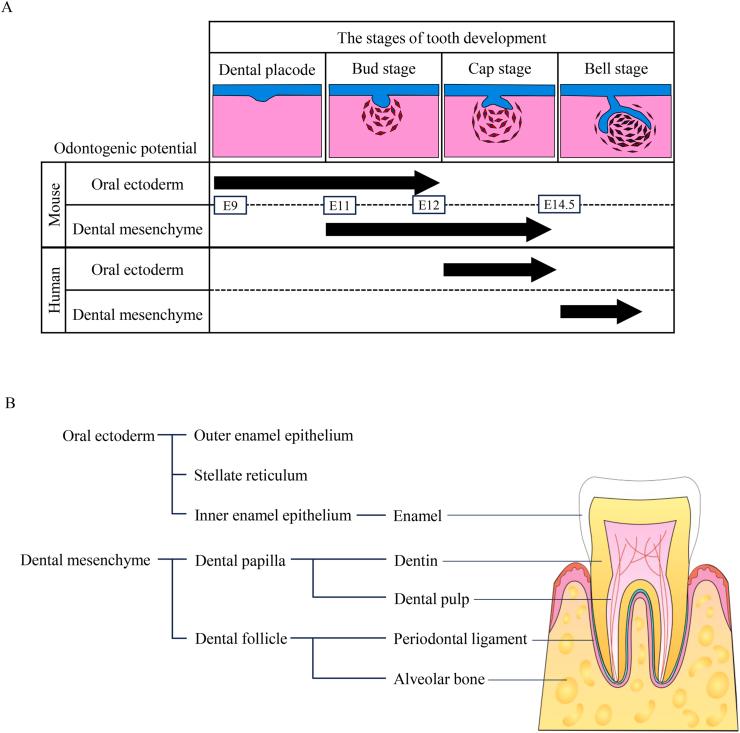 https://cdn.ncbi.nlm.nih.gov/pmc/blobs/03f8/11780712/17f221c18b30/gr1.jpg