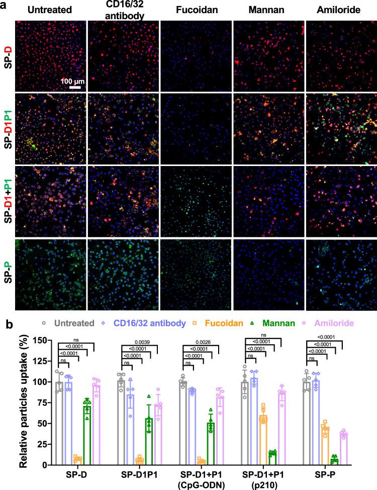 https://cdn.ncbi.nlm.nih.gov/pmc/blobs/03fc/11873251/1ff96f94917a/41467_2025_57467_Fig2_HTML.jpg
