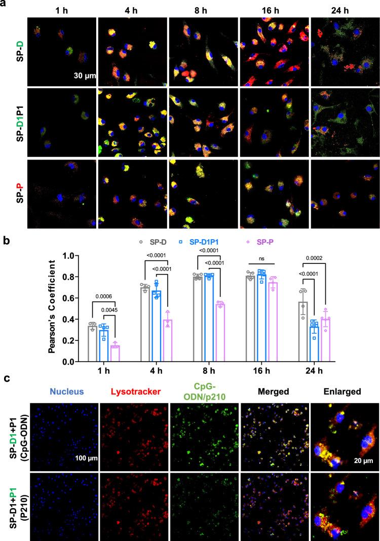 https://cdn.ncbi.nlm.nih.gov/pmc/blobs/03fc/11873251/65e579bd9cff/41467_2025_57467_Fig3_HTML.jpg