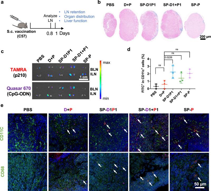 https://cdn.ncbi.nlm.nih.gov/pmc/blobs/03fc/11873251/830db5af5c7d/41467_2025_57467_Fig6_HTML.jpg