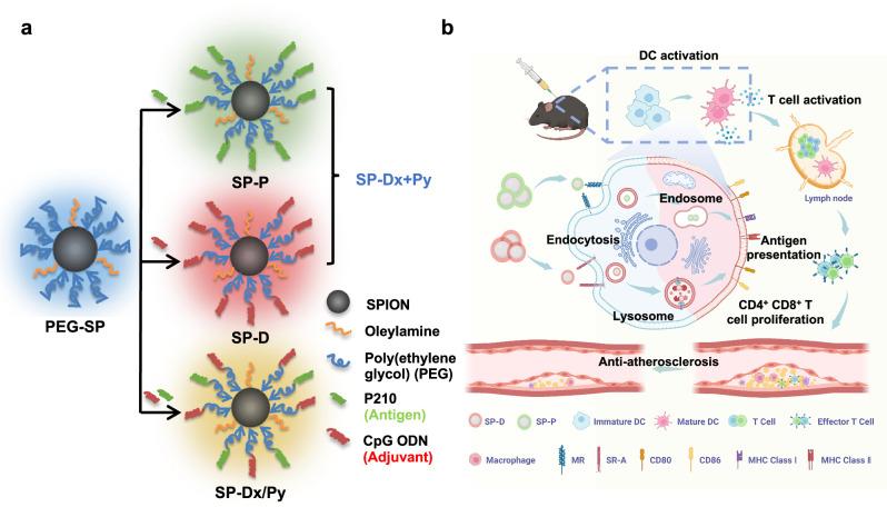 https://cdn.ncbi.nlm.nih.gov/pmc/blobs/03fc/11873251/b75a0c4f3a74/41467_2025_57467_Fig1_HTML.jpg