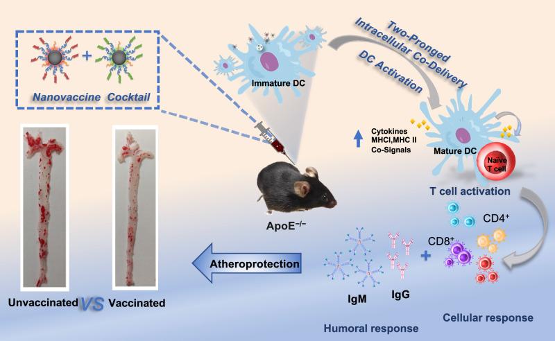 https://cdn.ncbi.nlm.nih.gov/pmc/blobs/03fc/11873251/dfe1cc755c1c/41467_2025_57467_Fig10_HTML.jpg