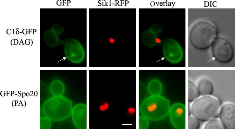 https://cdn.ncbi.nlm.nih.gov/pmc/blobs/03fd/4824325/93c3be331ff4/lpi-suppl.1-2015-075f3.jpg