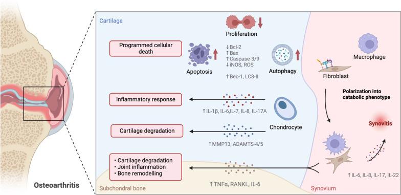 https://cdn.ncbi.nlm.nih.gov/pmc/blobs/03ff/10071628/69b34c019991/12964_2023_1094_Fig1_HTML.jpg