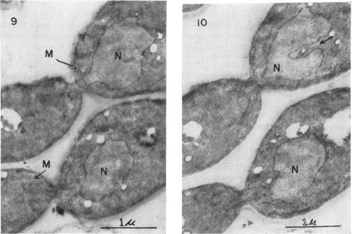https://cdn.ncbi.nlm.nih.gov/pmc/blobs/0401/290374/c234bcc727d5/jbacter00500-0119-a.jpg