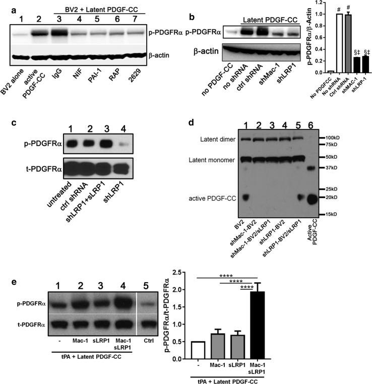 https://cdn.ncbi.nlm.nih.gov/pmc/blobs/0401/5587628/b76380952e98/401_2017_1749_Fig2_HTML.jpg