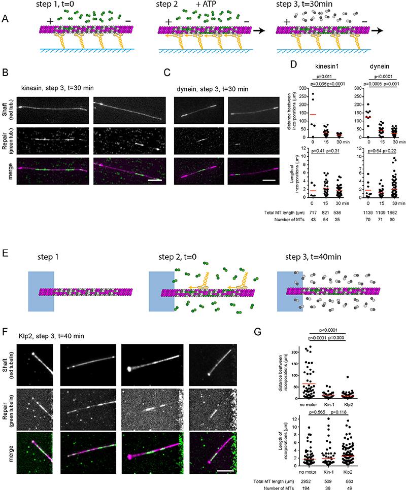 https://cdn.ncbi.nlm.nih.gov/pmc/blobs/0404/7611741/4b00a3e8448f/EMS135429-f005.jpg