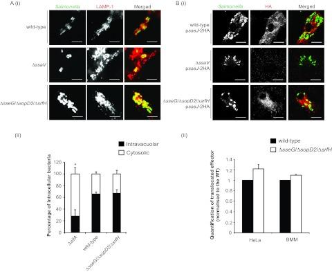 https://cdn.ncbi.nlm.nih.gov/pmc/blobs/0407/3634603/fdba5dc64c3c/mbo0021314890005.jpg