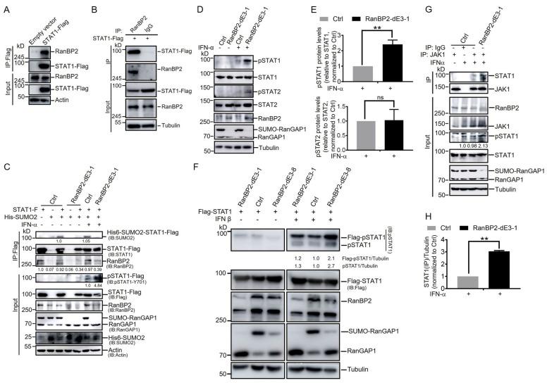 https://cdn.ncbi.nlm.nih.gov/pmc/blobs/040a/10778711/3ecba9b4f61c/ijms-25-00299-g003.jpg