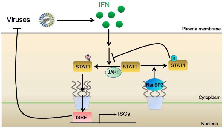 https://cdn.ncbi.nlm.nih.gov/pmc/blobs/040a/10778711/7b3681fbceba/ijms-25-00299-g006.jpg