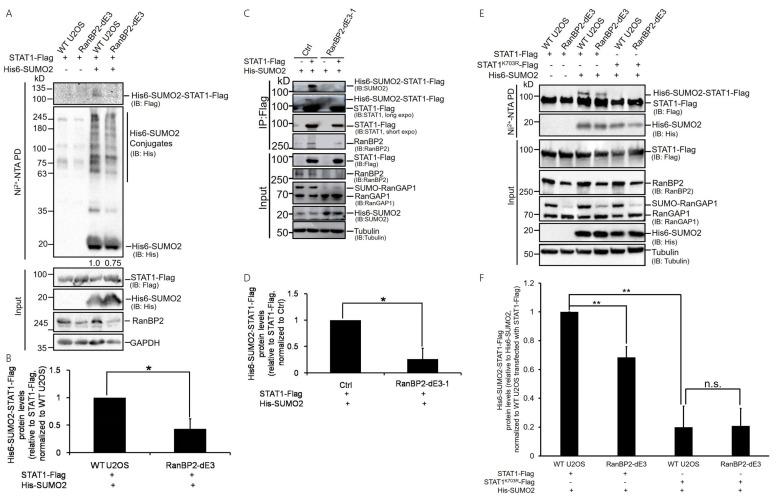 https://cdn.ncbi.nlm.nih.gov/pmc/blobs/040a/10778711/e6ea381cc235/ijms-25-00299-g001.jpg