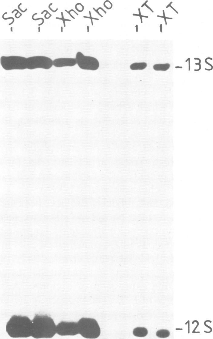 https://cdn.ncbi.nlm.nih.gov/pmc/blobs/040a/553797/70257c2a2ab4/emboj00251-0195-a.jpg