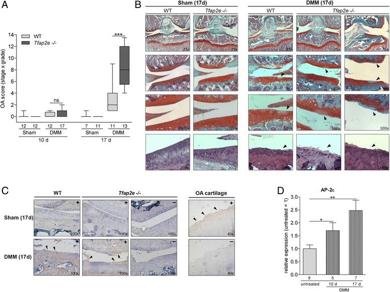 https://cdn.ncbi.nlm.nih.gov/pmc/blobs/040b/4453098/14ee2d42ea53/13075_2015_648_Fig6_HTML.jpg