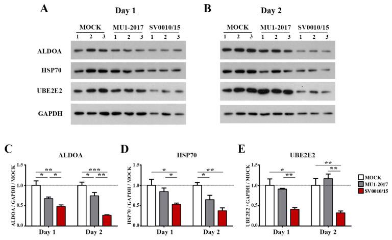 https://cdn.ncbi.nlm.nih.gov/pmc/blobs/040c/10671159/21d20db6480f/ijms-24-16216-g004.jpg