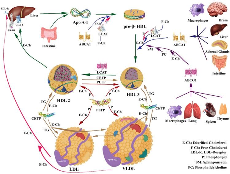 https://cdn.ncbi.nlm.nih.gov/pmc/blobs/0417/10935171/16fcdad90b45/nutrients-16-00653-g002.jpg