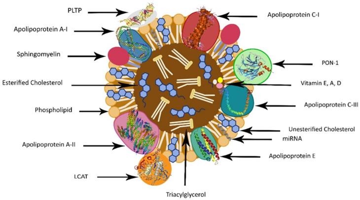 https://cdn.ncbi.nlm.nih.gov/pmc/blobs/0417/10935171/48d079f239d9/nutrients-16-00653-g001.jpg