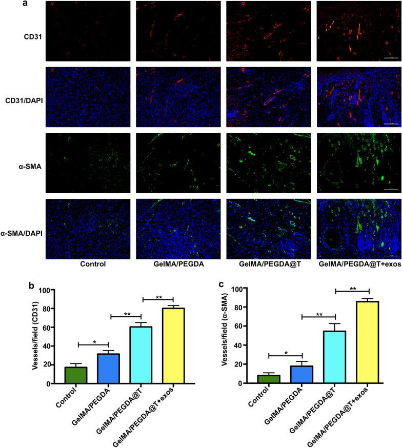https://cdn.ncbi.nlm.nih.gov/pmc/blobs/0417/8934449/e5e32bb2f249/12951_2022_1354_Fig9_HTML.jpg